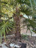 Palmboom 1m20, Tuin en Terras, Bloembollen en Zaden, Ophalen