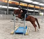 Mega chique, brave en leuke allround sportpony!!, Merrie, B, Gechipt, Springpony