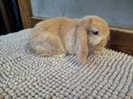 Nhd konijntjes, Animaux & Accessoires, Lapins, Femelle, Nain, Oreilles tombantes, 0 à 2 ans