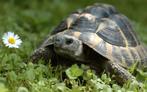 Gevraagd vrouwtje Griekse landschildpad, Dieren en Toebehoren, Reptielen en Amfibieën, Schildpad