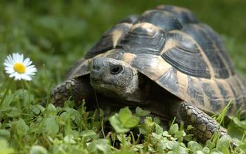 Gevraagd vrouwtje Griekse landschildpad  beschikbaar voor biedingen