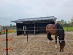 Open stal met paddock, Dieren en Toebehoren, Stalling en Weidegang, Weidegang, 1 paard of pony
