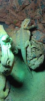 Baardagaam, Animaux & Accessoires, Reptiles & Amphibiens, Lézard, 0 à 2 ans