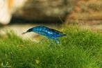 bleu velvet garnalen (neocardina), Dieren en Toebehoren, Vissen | Aquariumvissen, Kreeft, Krab of Garnaal, Zoetwatervis