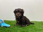 Nestje Havanezer pups, Dieren en Toebehoren, België, Overige rassen, CDV (hondenziekte), 8 tot 15 weken
