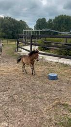 Shetlander veulen, Dieren en Toebehoren, Pony's, Hengst