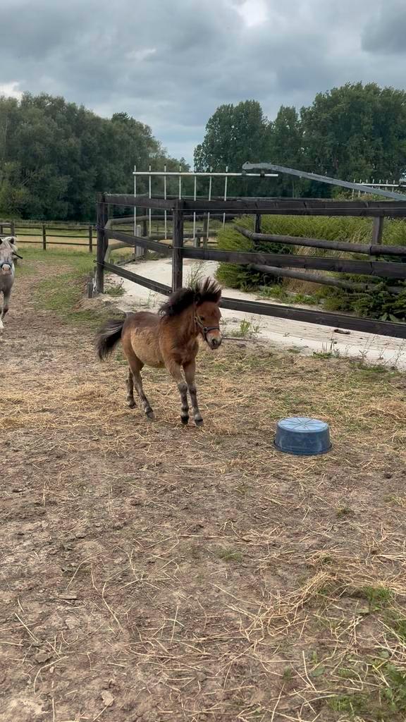 Shetlander veulen, Dieren en Toebehoren, Pony's, Hengst