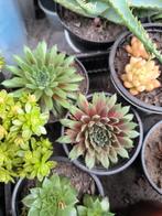 Verschillende planten, Tuin en Terras, Ophalen, Lente, Vaste plant, Bodembedekkers