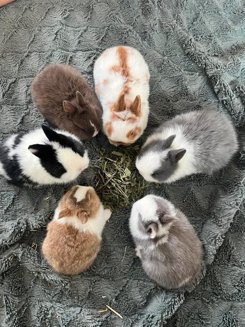 Raszuivere kleurdwergjes, Dieren en Toebehoren, Konijnen, Dwerg, 0 tot 2 jaar