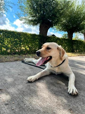 Labrador teefje 1 jaar beschikbaar voor biedingen