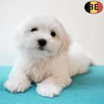 Havanezer pups geboren in België (crème en wit), Dieren en Toebehoren, België, CDV (hondenziekte), 8 tot 15 weken, Meerdere