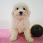 Adorables chiots maltais belges à vendre, Commerçant, Bichon maltais, 8 à 15 semaines, Plusieurs