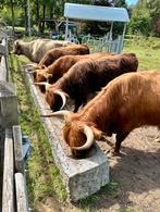 Taureau Highlander écossais