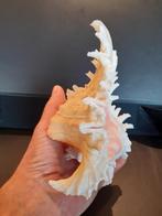 Coquillage Chicoreus ramosus L yellow background, Collections, Minéraux & Fossiles, Enlèvement ou Envoi, Coquillage(s)