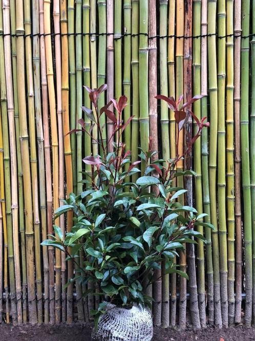 Photinia Red Robin (glansmispel) 80-100, Jardin & Terrasse, Plantes | Arbustes & Haies, Haie, Enlèvement ou Envoi