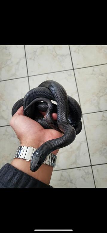 Serpents lampropeltis, Serpent