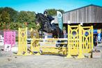 Lieve 14 jarige merrie, Dieren en Toebehoren, Merrie