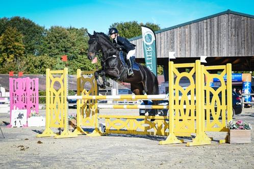 Lieve 14 jarige merrie, Dieren en Toebehoren, Paarden, Merrie