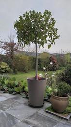 Laurier op stam 1,40 cm hoog, certificaat, in Belgie geteeld, Tuin en Terras, Planten | Tuinplanten, Kruiden, Vaste plant, Ophalen