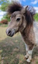 mini shetland, Dieren en Toebehoren, Pony's, Hengst, Niet van toepassing, Gechipt, 3 tot 6 jaar