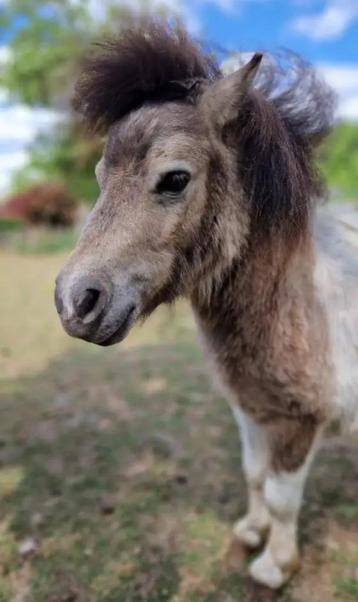 mini shetland, Étalon, Ne s'applique pas, Vermifugé, 3 à 6 ans