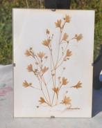 cadre sous verre herbier, Enlèvement ou Envoi, Autres types