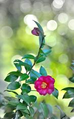 Camellia  Japonica  winterbloeier, Tuin en Terras, Ophalen of Verzenden