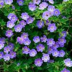 Tuingeranium 'Rozanne', Tuin en Terras, Ophalen, Vaste plant, Bodembedekkers