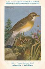 VALE  LIJSTER, Verzenden, Ongelopen, Vogel