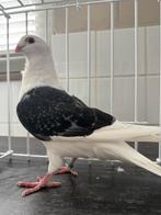 Luikse Meeuwen, Dieren en Toebehoren, Vogels | Duiven