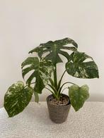 Grote Monstera Deliciosa Mint Variegata, Huis en Inrichting, Ophalen of Verzenden