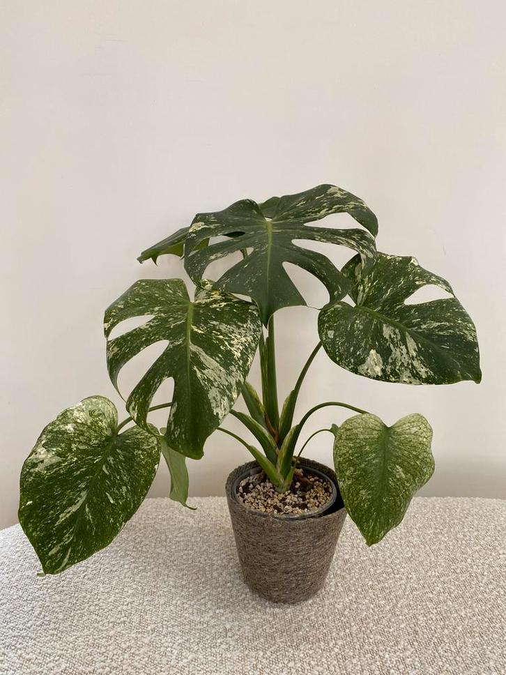 Grote Monstera Deliciosa Mint Variegata, Huis en Inrichting, Kamerplanten, Ophalen of Verzenden