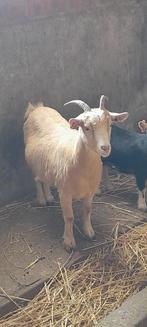 Super mooie miekes te koop, Dieren en Toebehoren, Meerdere dieren, Geit, 0 tot 2 jaar