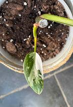 Philodendron White Princess, Huis en Inrichting, Kamerplanten, Ophalen of Verzenden