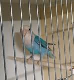 Roseicollis, Dieren en Toebehoren