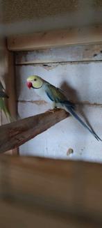 Halsbandparkieten, Dieren en Toebehoren, Vogels | Parkieten en Papegaaien, Mannelijk