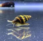 Zelfkweek helena slakken [ assassin snails ], Dieren en Toebehoren, Overige Dieren, Geslacht onbekend