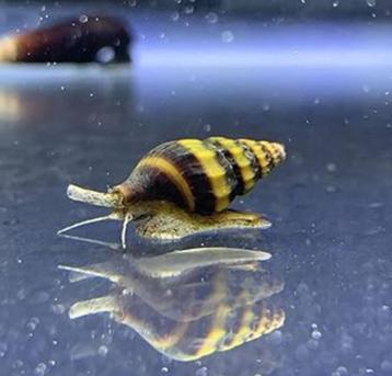  Zelfkweek helena slakken [ assassin snails ]