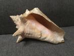 Hoornschelp 002, Ophalen of Verzenden, Schelp(en)