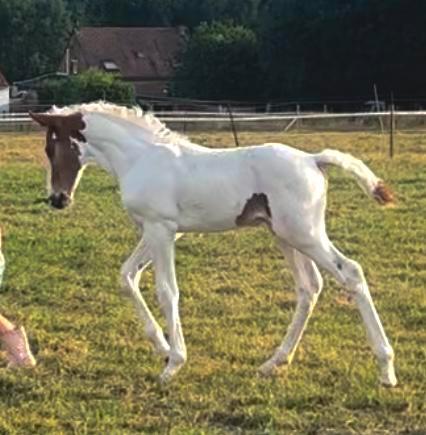 Poulain pie d’emerald van ‘t ruytsershof, Dieren en Toebehoren, Paarden en Pony's | Verzorgingsproducten, Zo goed als nieuw, Ophalen