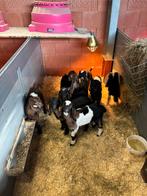 Agneaux à vendre, Plusieurs animaux, Chèvre, 0 à 2 ans