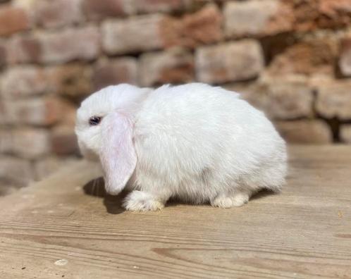 Minilop rammelaar (transport mogelijk), Dieren en Toebehoren, Konijnen, Dwerg, Mannelijk, 0 tot 2 jaar, Hangoor