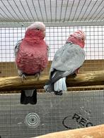 Koppel rosekaketoes van 2016, Dieren en Toebehoren, Meerdere dieren, Papegaai, Geringd