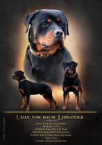 Rottweiler ter dekking aangeboden (niet te koop), 3 à 5 ans, Chien (mâle), Parvovirose, Belgique