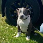 "Drako" American XL Bully reu te koop, Dieren en Toebehoren, 15 weken tot 1 jaar, Buitenland, CDV (hondenziekte), Eén hond