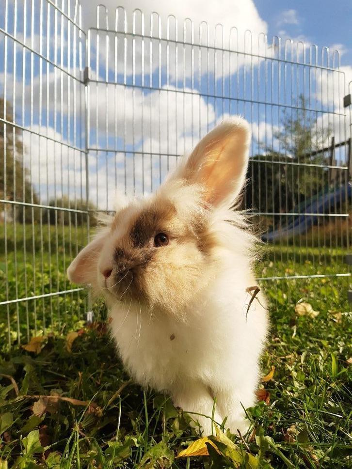 dwergkonijntje, Dieren en Toebehoren, Konijnen, Dwerg, Mannelijk, 0 tot 2 jaar, Hangoor