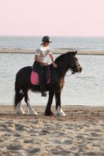 Stalling en weidegang gezocht!, Dieren en Toebehoren, Stalling