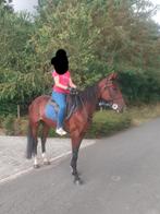 Zeer mooie en goudeerlijk damespaardje, Dieren en Toebehoren, Merrie