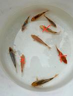 6 Mix koi 15 cm, Dieren en Toebehoren, Vissen | Vijvervissen, Karper of Koi