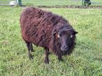 Ouessant ooi met ramlam, Meerdere dieren, Schaap, 0 tot 2 jaar
